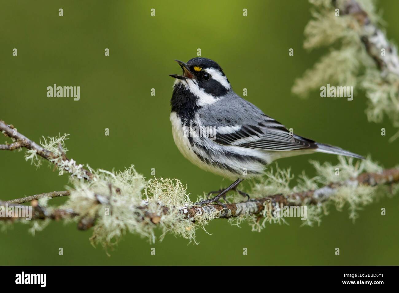 Black-throated Gray Warbler (Dendroica nigrescens) Stock Photo