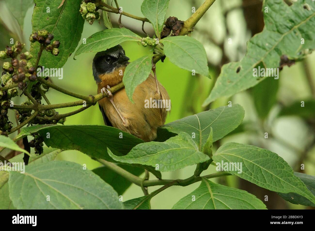 Black-eared Hemispingus (Sphenopsis melanotis) perched on a branch in the Andes mountains in Colombia. Stock Photo