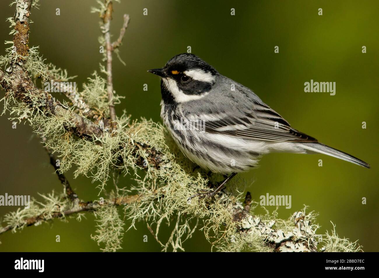 Black-throated Gray Warbler (Dendroica nigrescens) Stock Photo