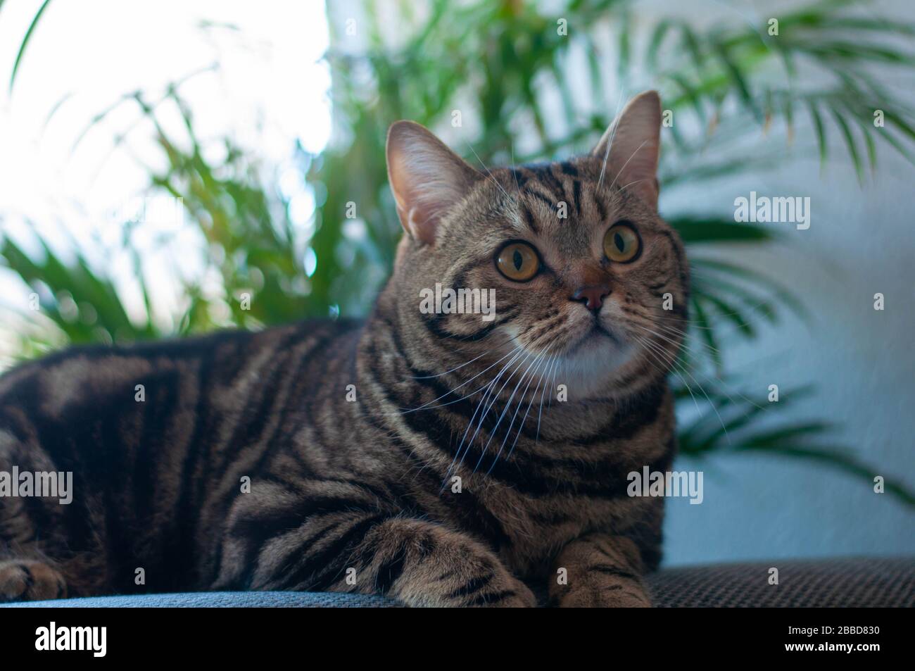 British tabby cat on the table in a calm pose Stock Photo