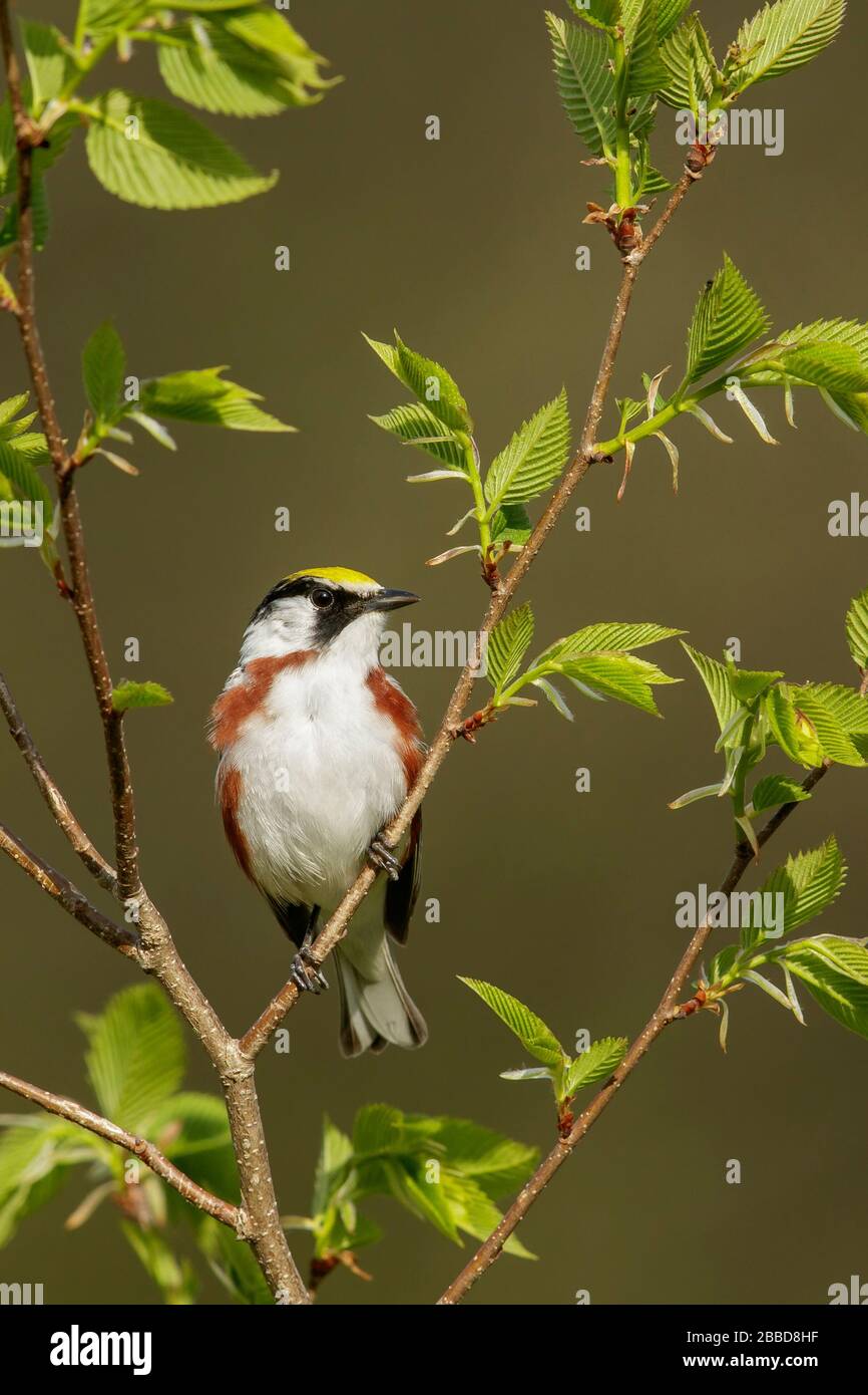 Chestnut-sided Warbler (Dendroica pensylvanica) perched on a branch in Ontario, Canada Stock Photo