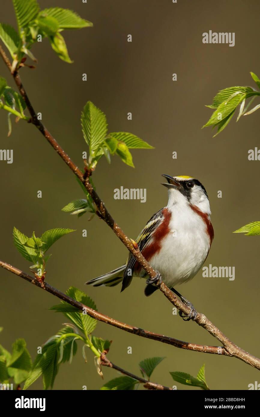 Chestnut-sided Warbler (Dendroica pensylvanica) perched on a branch in Ontario, Canada Stock Photo