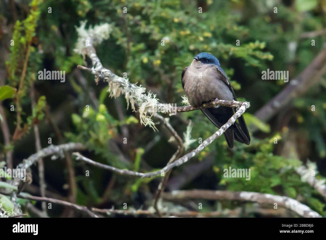 Brown-bellied Swallow (Orochelidon murina) perched on a branch in the Andes mountains in Colombia. Stock Photo