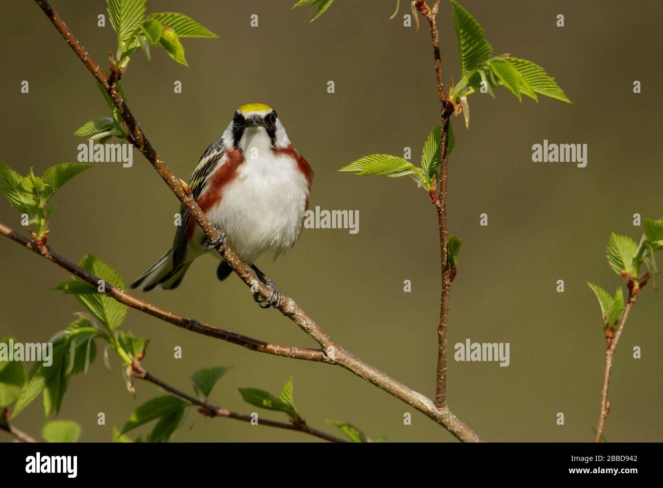 Chestnut-sided Warbler (Dendroica pensylvanica) perched on a branch in Ontario, Canada Stock Photo