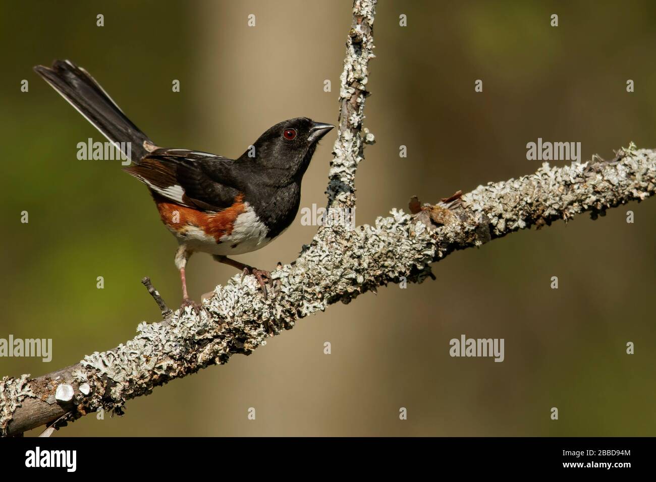 Eastern Towhee (Pipilo erythrophthalmus) perched on a branch in Ontario, Canada. Stock Photo