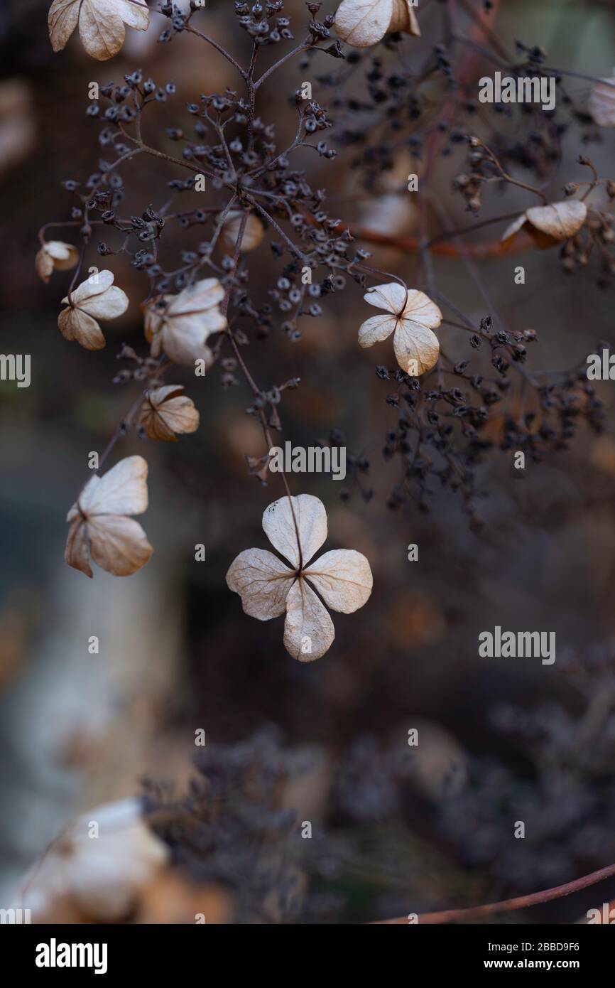 Dried hydrangea bush Stock Photo