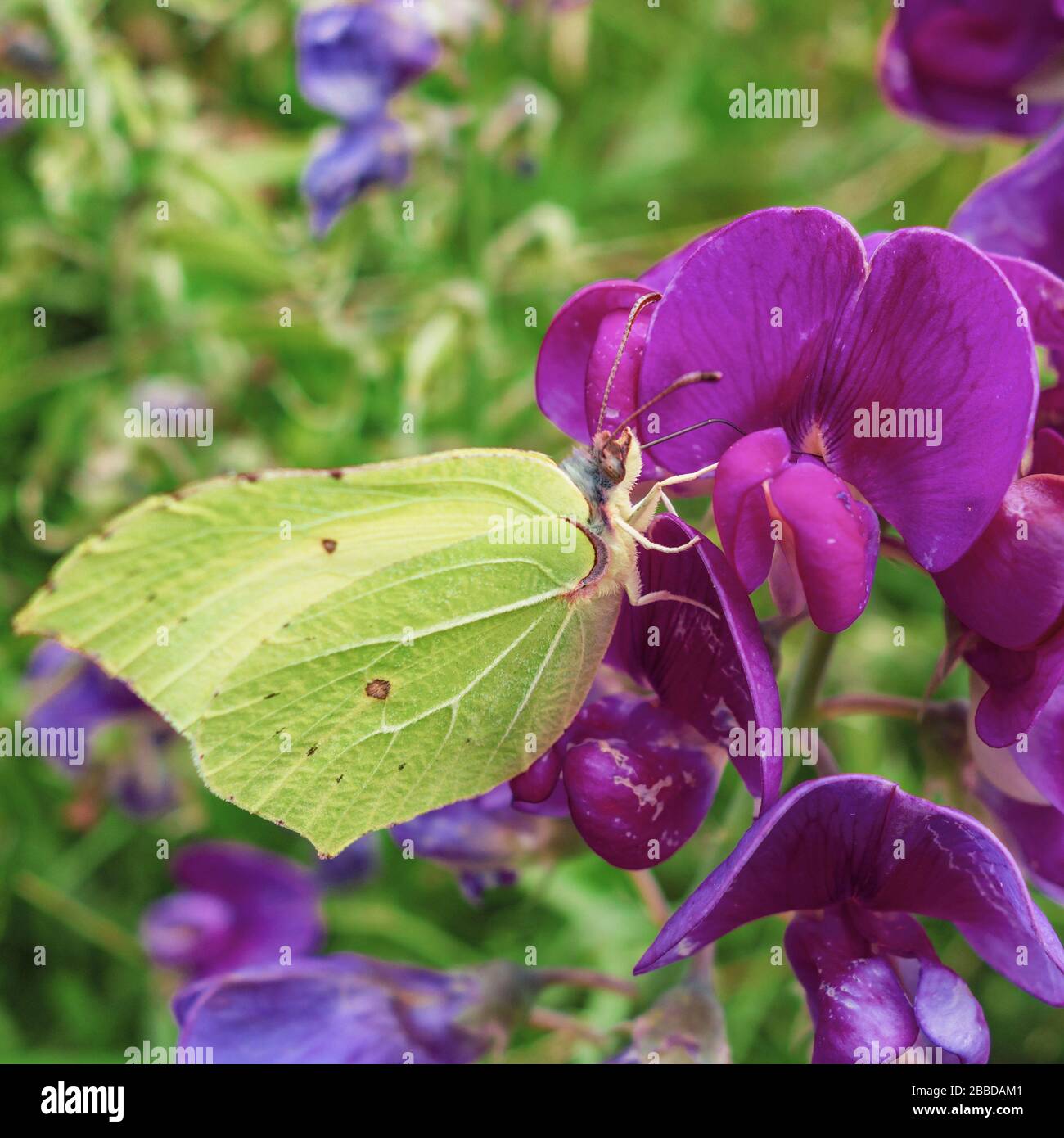 Papillon citron hires stock photography and images Alamy