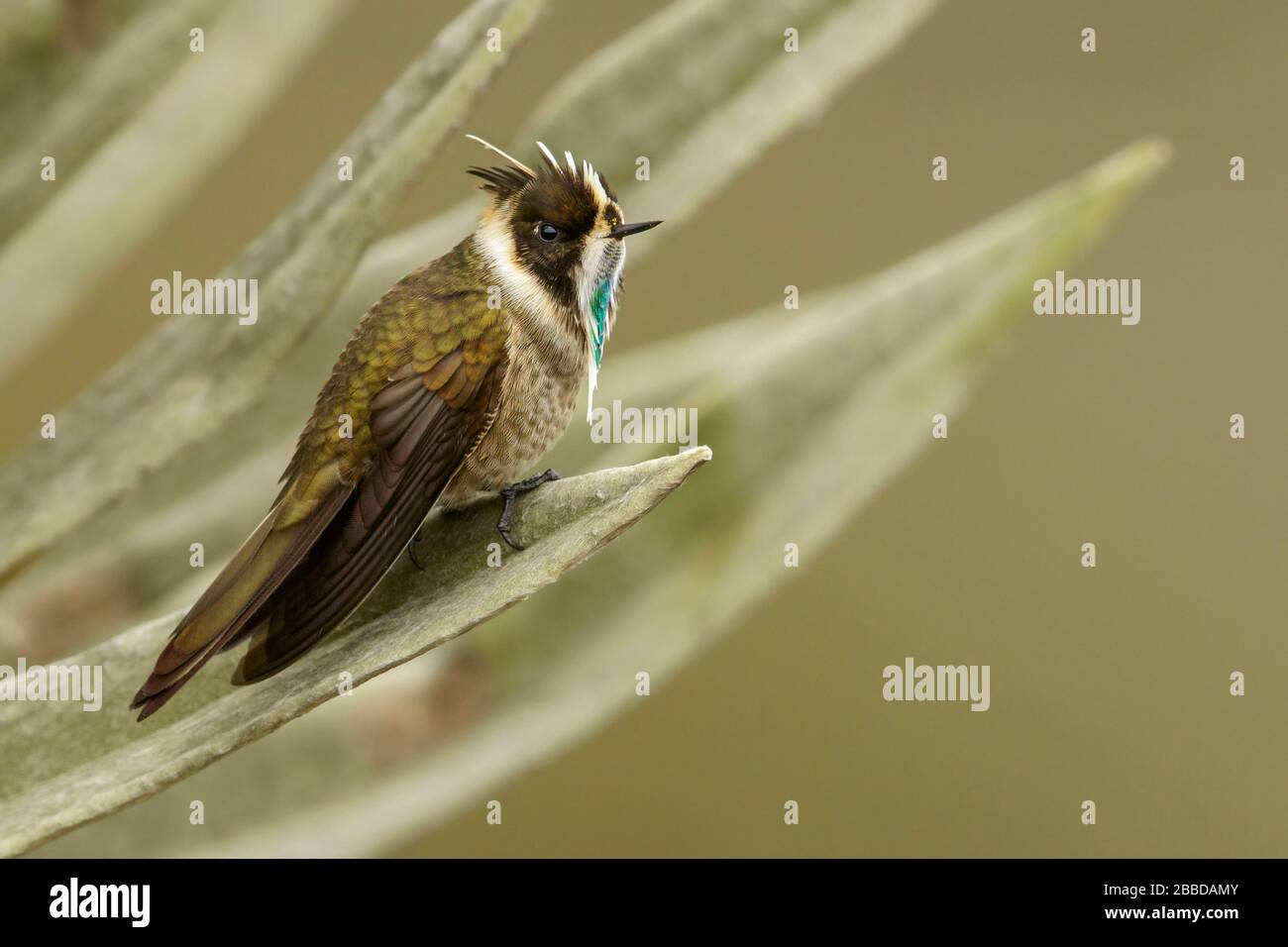 Green-bearded Helmetcrest (Oxypogon guerinii) perched on a branch in the Andes mountains in Colombia. Stock Photo