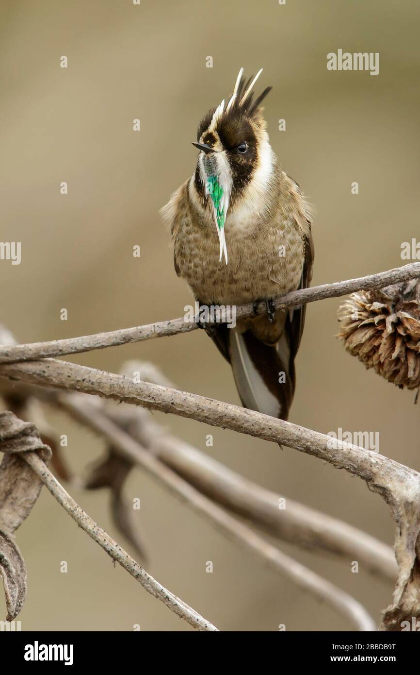 Green-bearded Helmetcrest (Oxypogon guerinii) perched on a branch in the Andes mountains in Colombia. Stock Photo