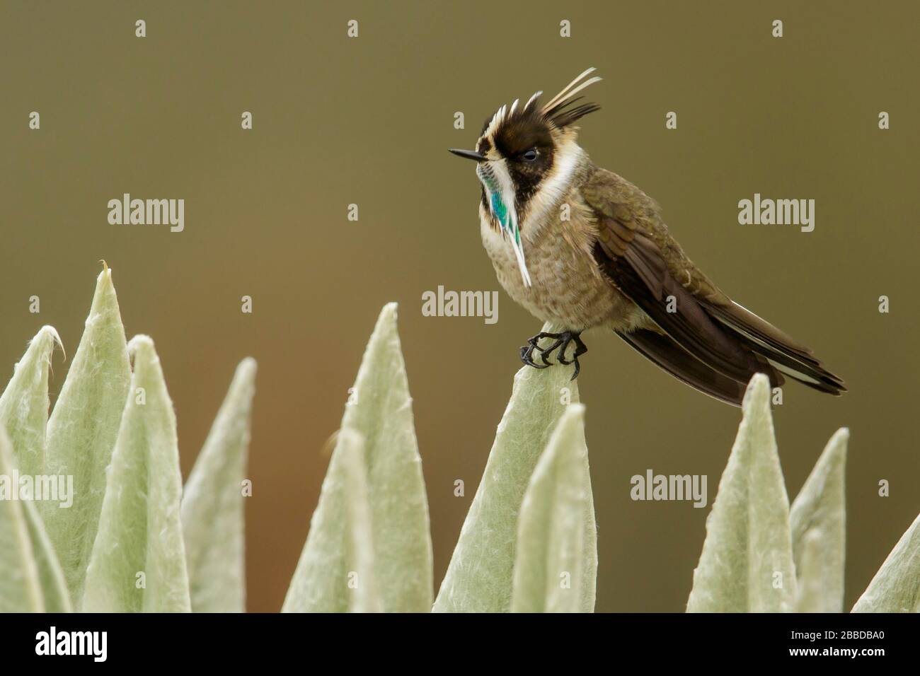 Green-bearded Helmetcrest (Oxypogon guerinii) perched on a branch in the Andes mountains in Colombia. Stock Photo
