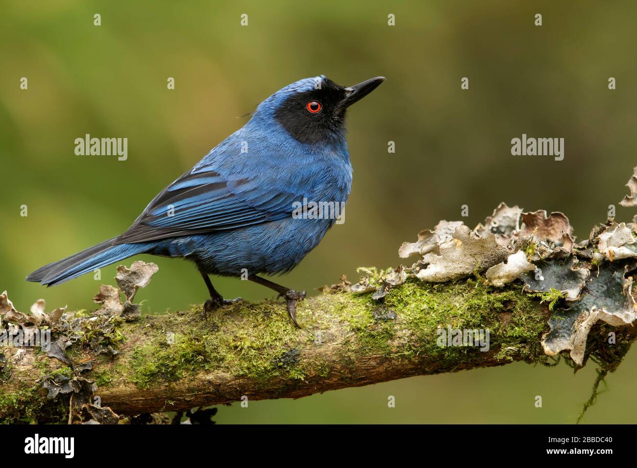 Masked Flowerpiercer (Diglossa cyanea) perched on a branch in the Andes mountains in Colombia. Stock Photo