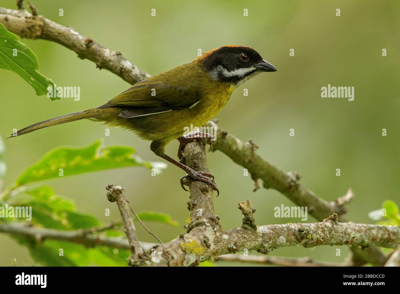 Moustached Brush-finch (Atlapetes albofrenatus) perched on a branch in the Andes mountains in Colombia. Stock Photo
