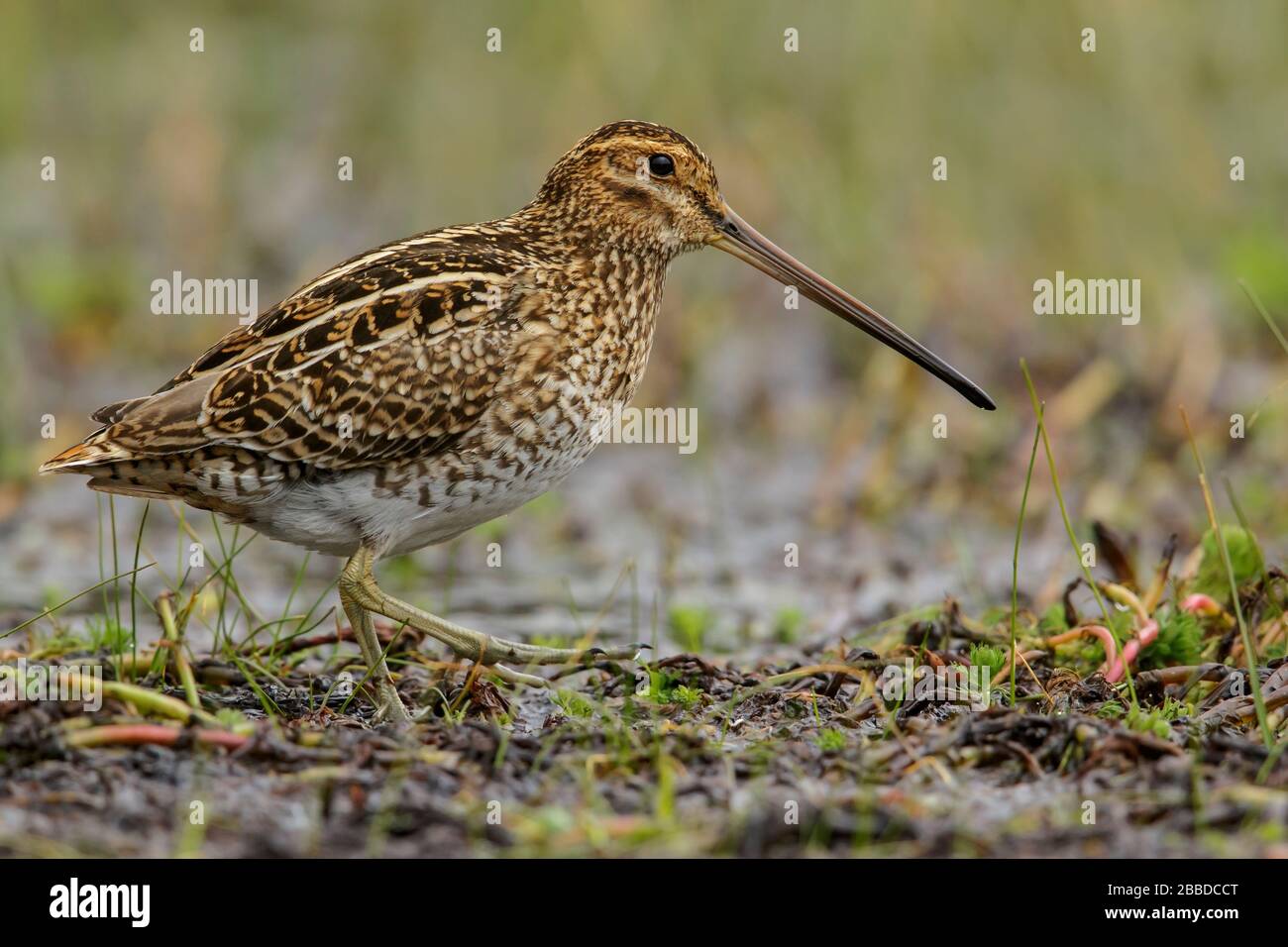 Noble Snipe (Gallinago nobilis) feeding in a lake in the Andes mountains in Colombia. Stock Photo