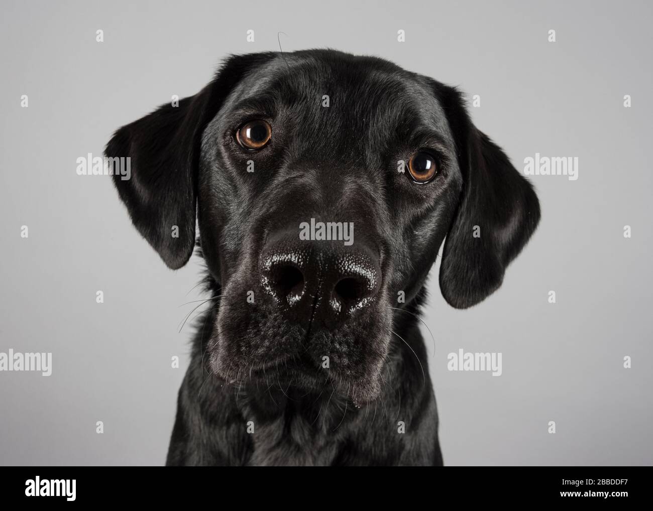 Portrait of a black lab in the UK Stock Photo - Alamy