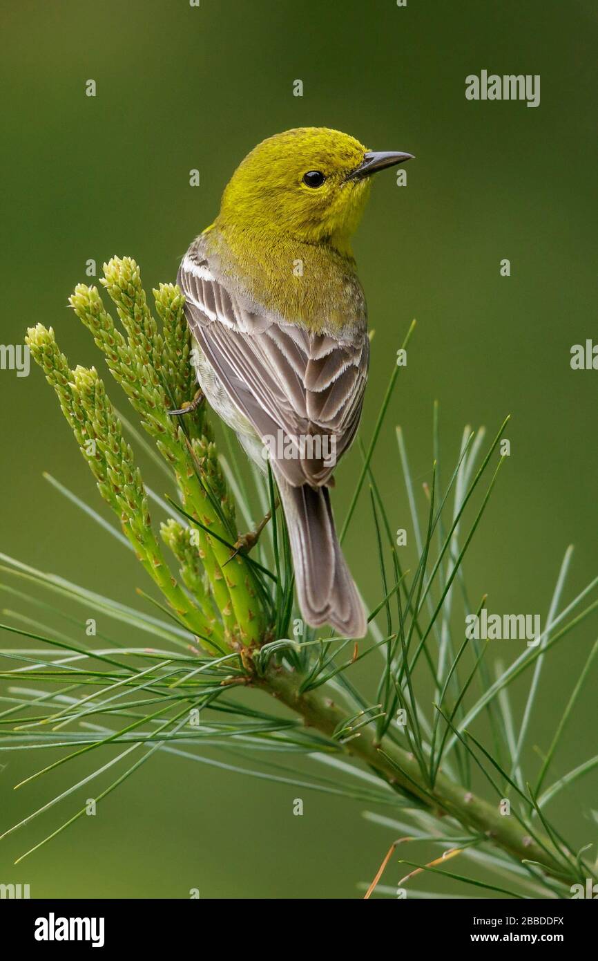 Pine Warbler (Dendroica pinus) perched on a branch in Ontario, Canada. Stock Photo