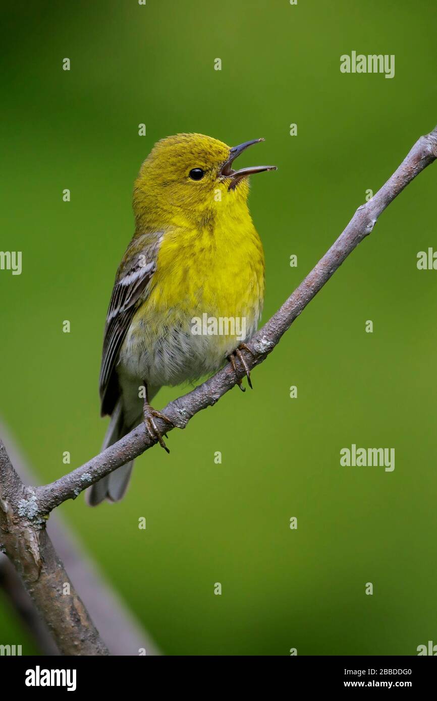 Pine Warbler (Dendroica pinus) perched on a branch in Ontario, Canada. Stock Photo