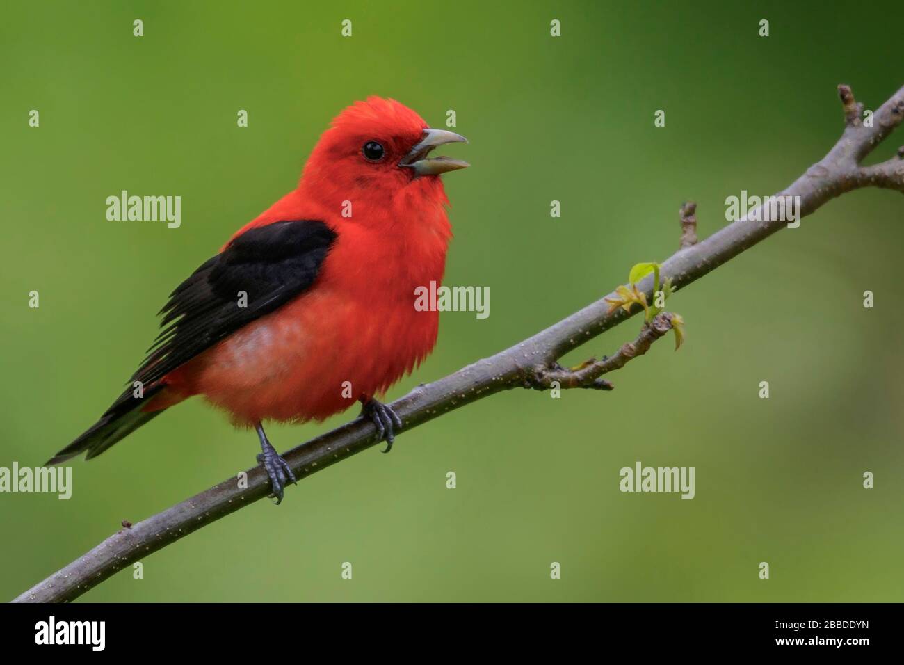 Scarlet Tanager (Piranga olivacea) perched on a branch in Ontario, Canada. Stock Photo
