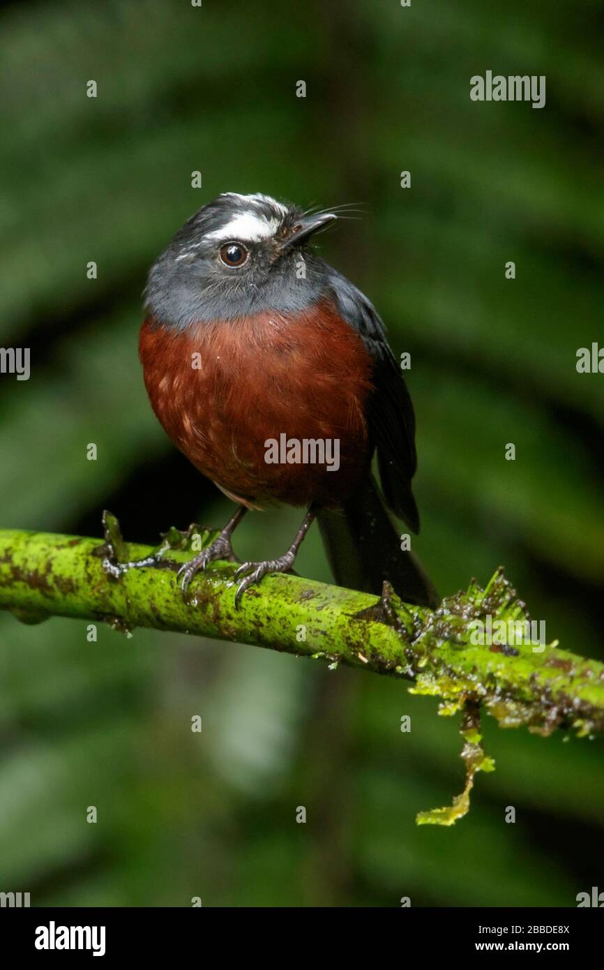 Slaty-backed Chat-tyrant (Ochthoeca cinnamomeiventris) perched on a branch in the Andes mountains in Colombia. Stock Photo
