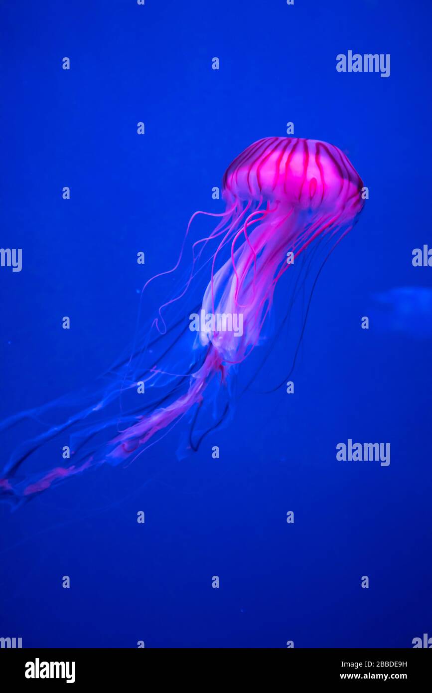 Chrysaora hysoscella, the compass jellyfish, is a common species of jellyfish that inhabits coastal waters in temperate regions. Stock Photo