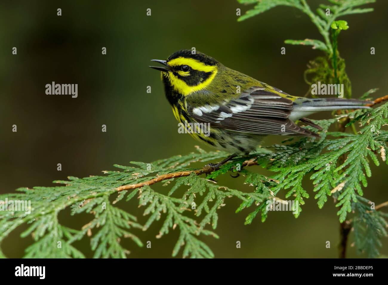 Townsend's Warbler (Dendroica townsendi Stock Photo - Alamy