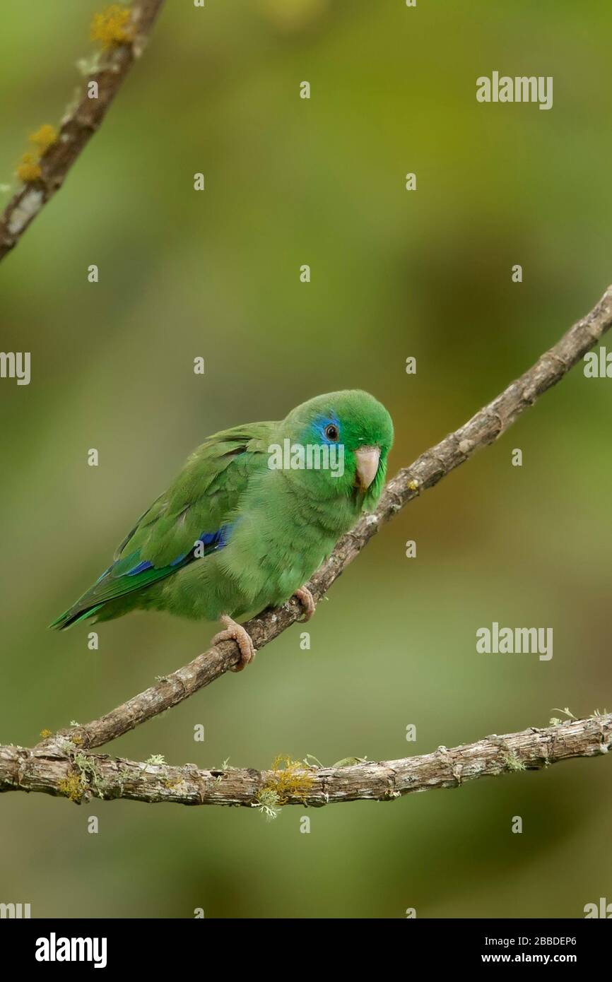 Spectacled Parrotlet (Forpus conspicillatus) perched on a branch in the Andes mountains in Colombia. Stock Photo