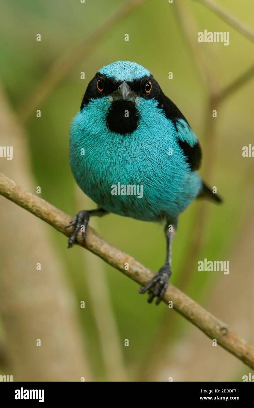 Turquoise Dacnis (Dacnis hartlaubi)  perched on a branch in the Andes mountains in Colombia. Stock Photo