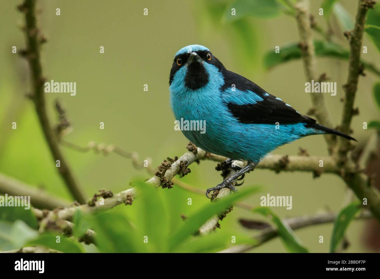 Turquoise Dacnis (Dacnis hartlaubi)  perched on a branch in the Andes mountains in Colombia. Stock Photo