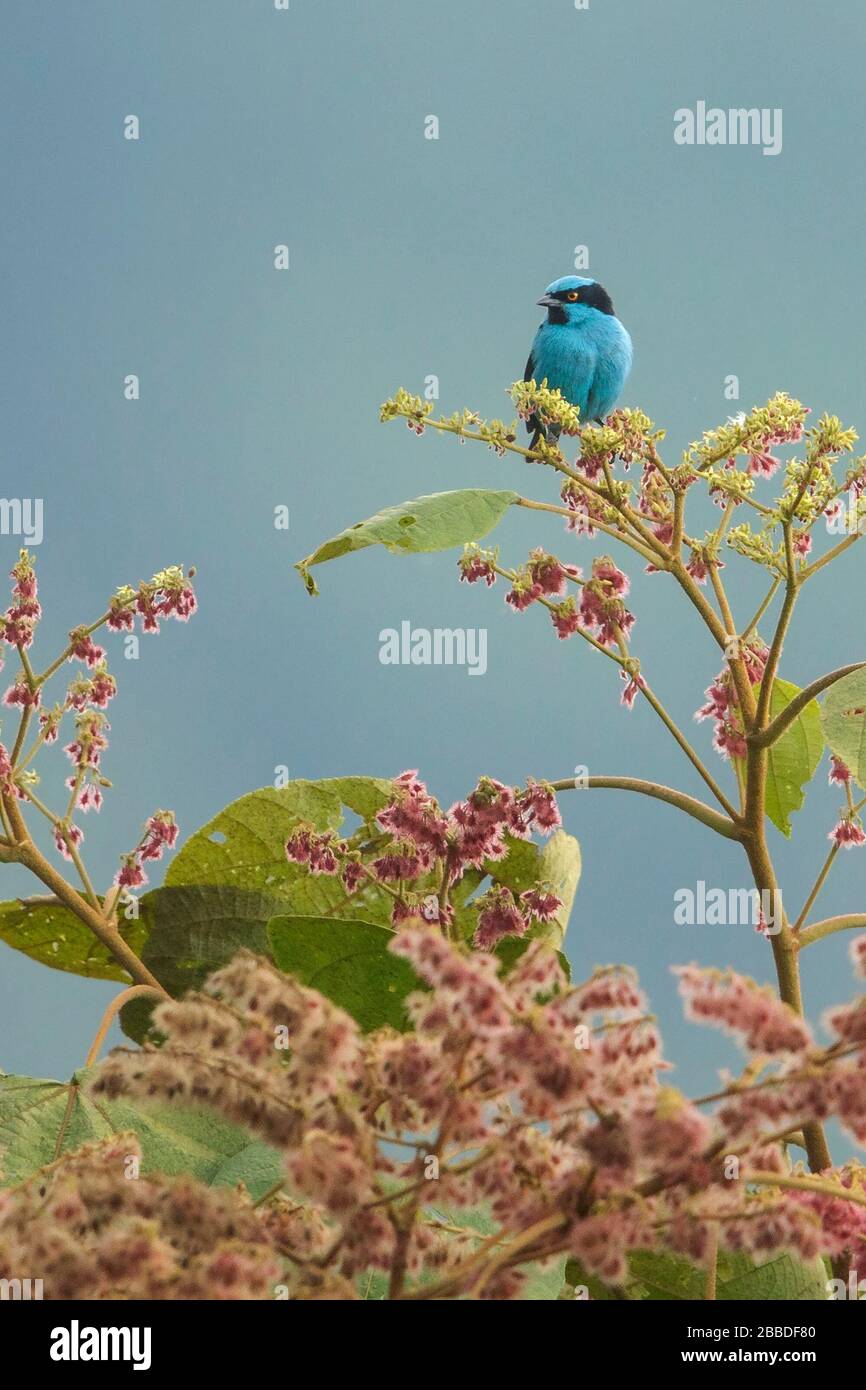 Turquoise Dacnis (Dacnis hartlaubi)  perched on a branch in the Andes mountains in Colombia. Stock Photo