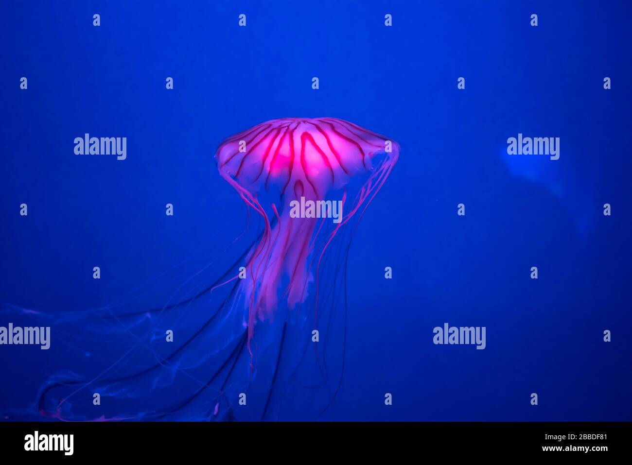 Chrysaora hysoscella, the compass jellyfish, is a common species of jellyfish that inhabits coastal waters in temperate regions. Stock Photo