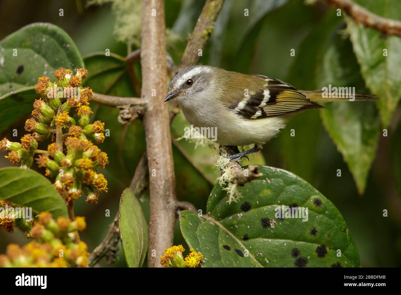 White-banded Tyrannulet (Mecocerculus stictopterus) perched on a branch in the Andes mountains in Colombia. Stock Photo