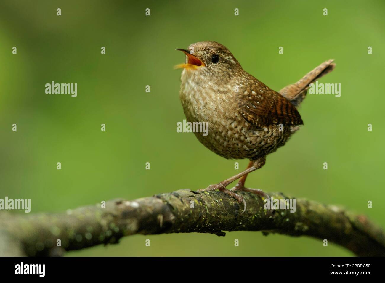 Winter Wren (Troglodytes hiemalis) perched on a branch in Ontario, Canada. Stock Photo