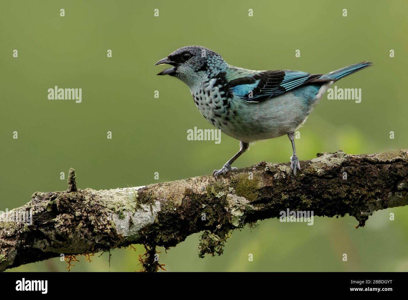 Azure-rumped Tanager (Tangara cabanisi) perched on a branch in Guatemala in Central America. Stock Photo