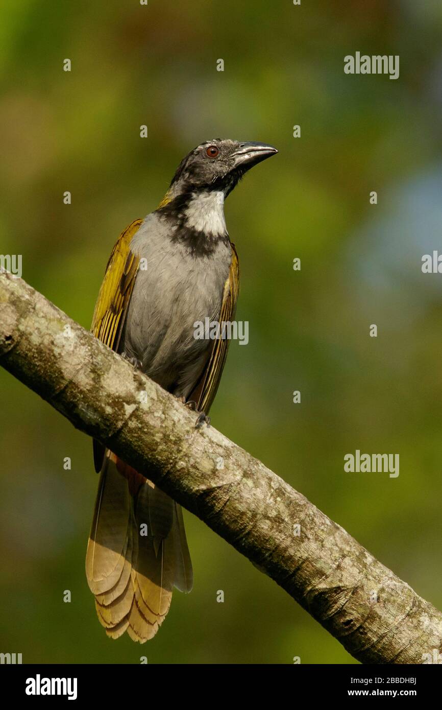 Black-headed Saltator (Saltator atriceps) perched on a branch in Guatemala in Central America. Stock Photo