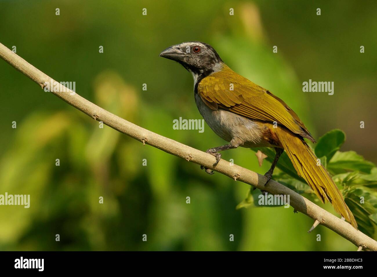 Black-headed Saltator (Saltator atriceps) perched on a branch in Guatemala in Central America. Stock Photo