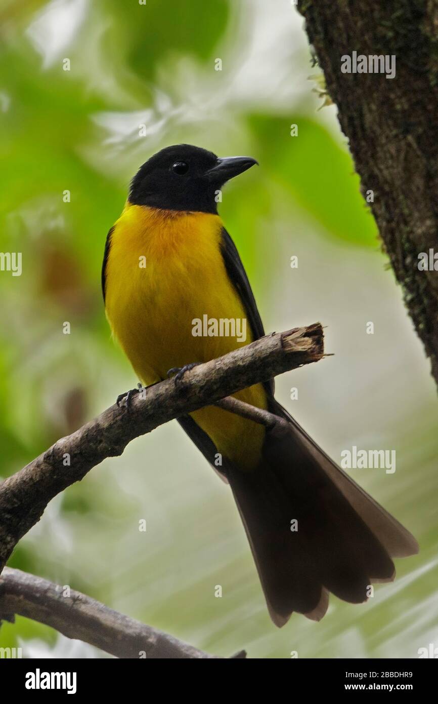 Black-throated Shrike-Tanager, Lanio aurantius perched on a branch in Guatemala in Central America. Stock Photo