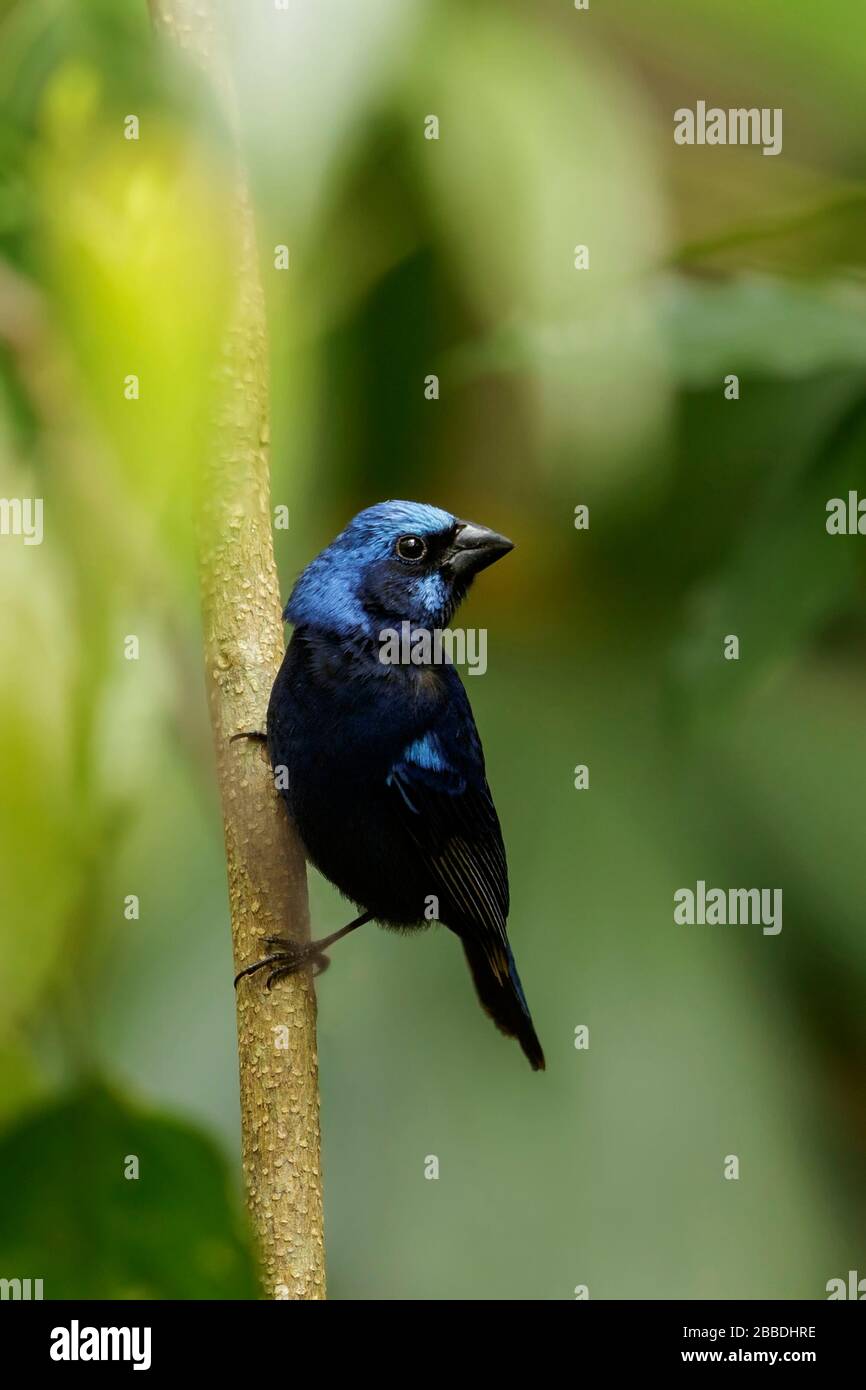 Blue Bunting (Cyanocompsa parellina) perched on a branch in Guatemala in Central America. Stock Photo