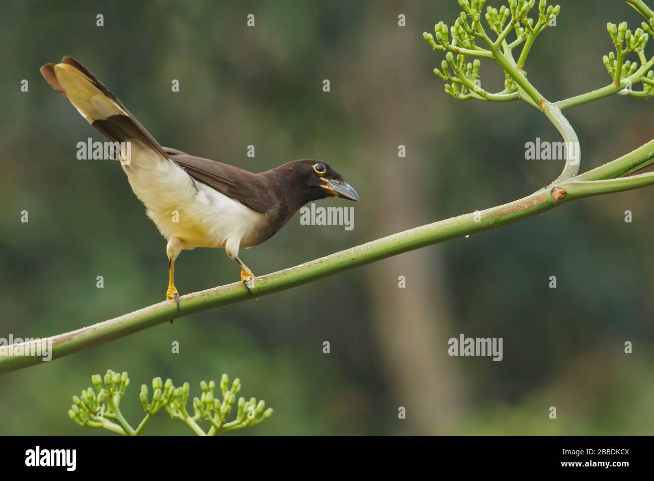 Brown Jay (Cyanocorax morio) perched on a branch in Guatemala in Central America Stock Photo