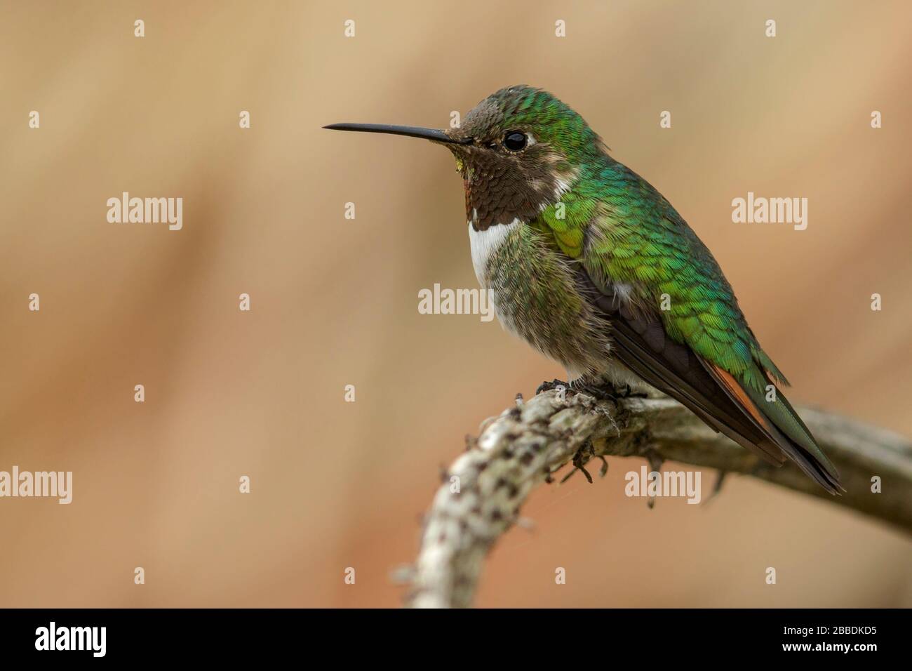Broad-tailed Hummingbird (Selasphorus platycercus) perched on a branch in Guatemala in Central America. Stock Photo