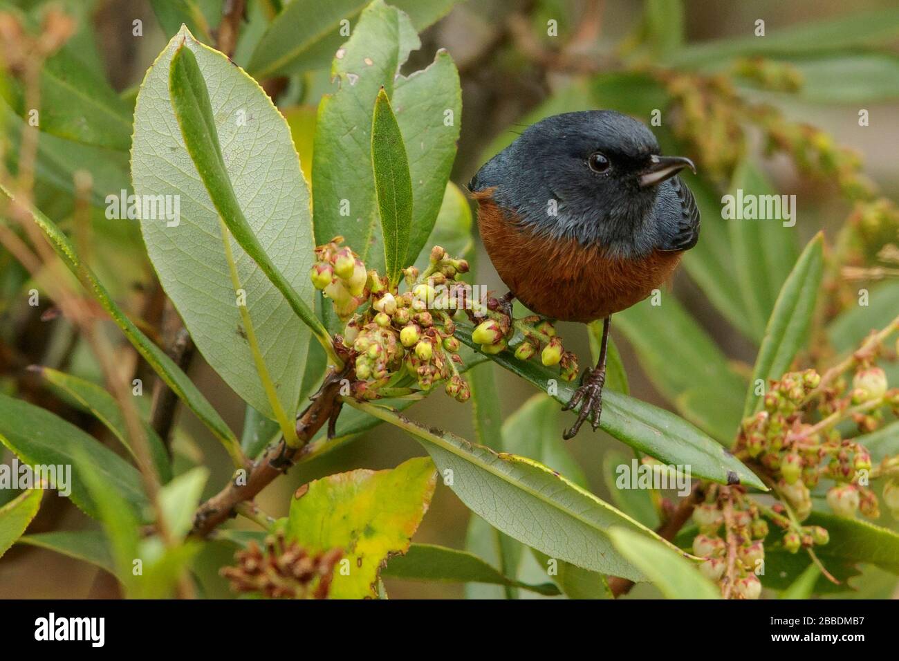Cinnamon-bellied Flowerpiercer (Diglossa baritula) perched on a branch in Guatemala in Central America. Stock Photo