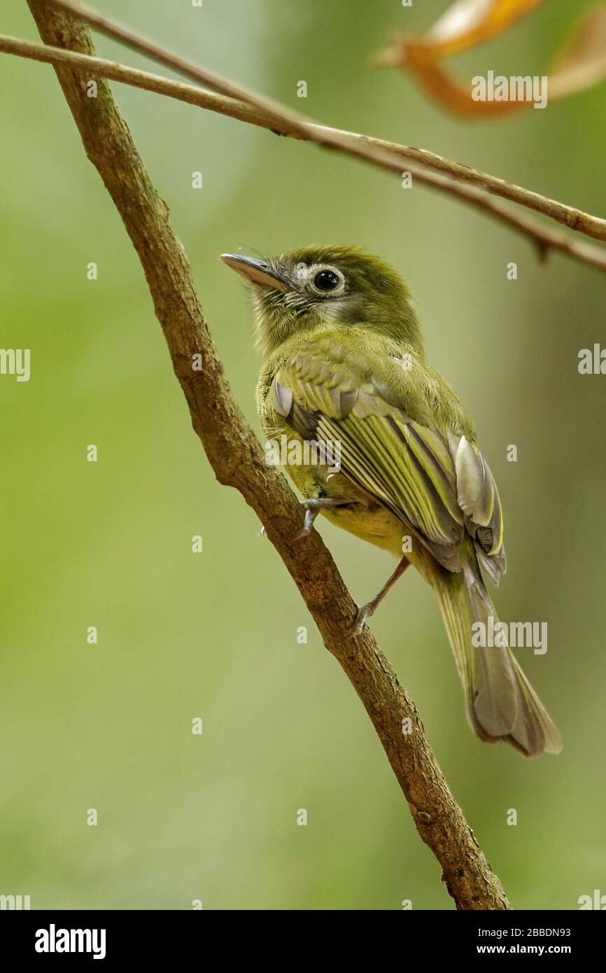 Eye-ringed Flatbill (Rhynchocyclus brevirostris) perched on a branch in Guatemala in Central America. Stock Photo