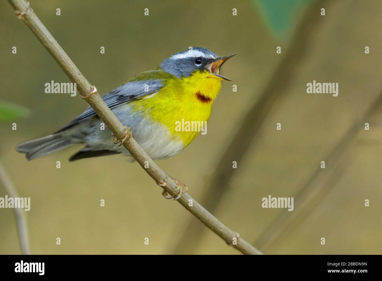 Crescent-chested Warbler (Oreothlypis superciliosa) perched on a branch in Guatemala in Central America. Stock Photo