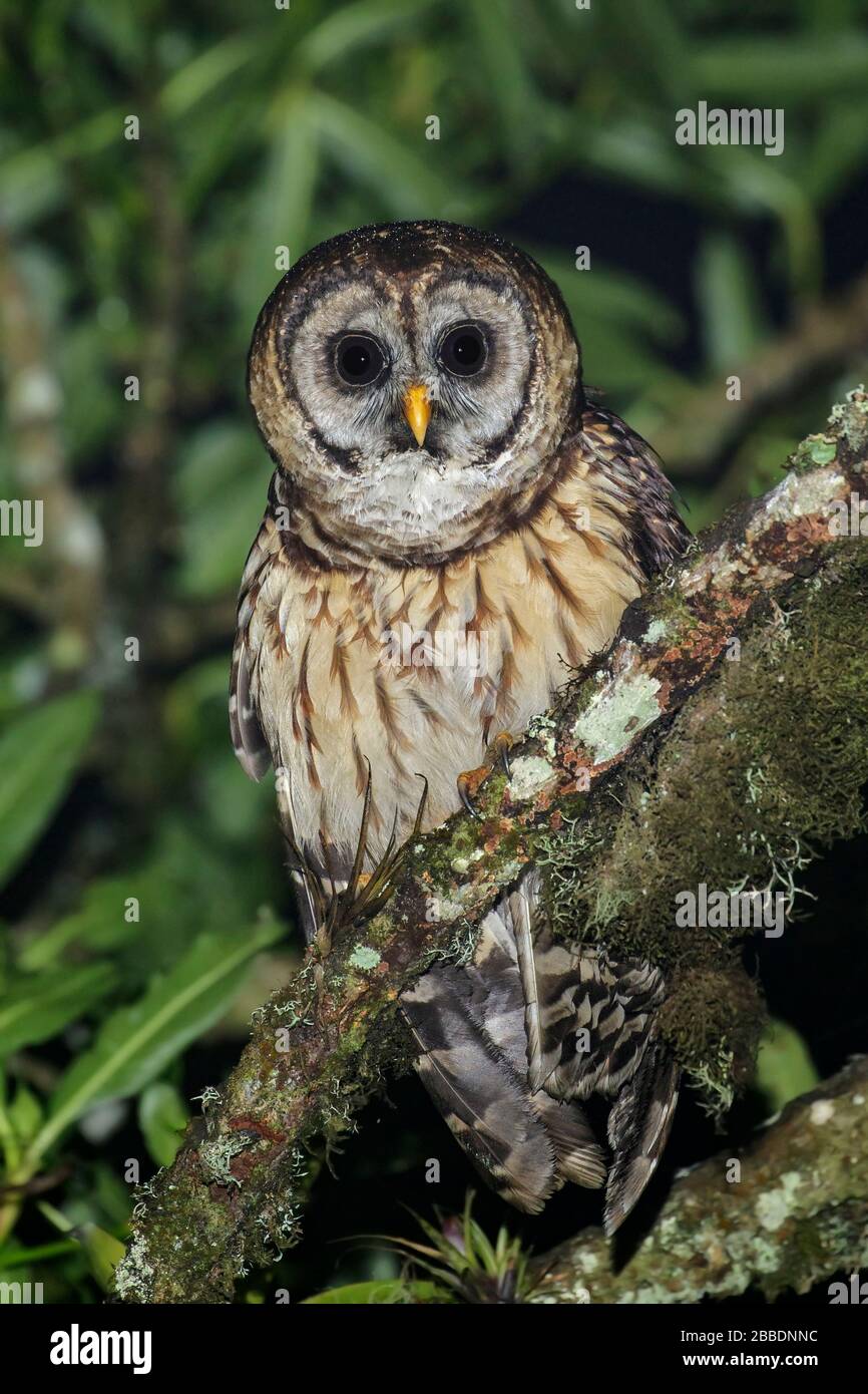 Fulvous Owl (Strix fulvescens) perched on a branch in Guatemala in Central America. Stock Photo