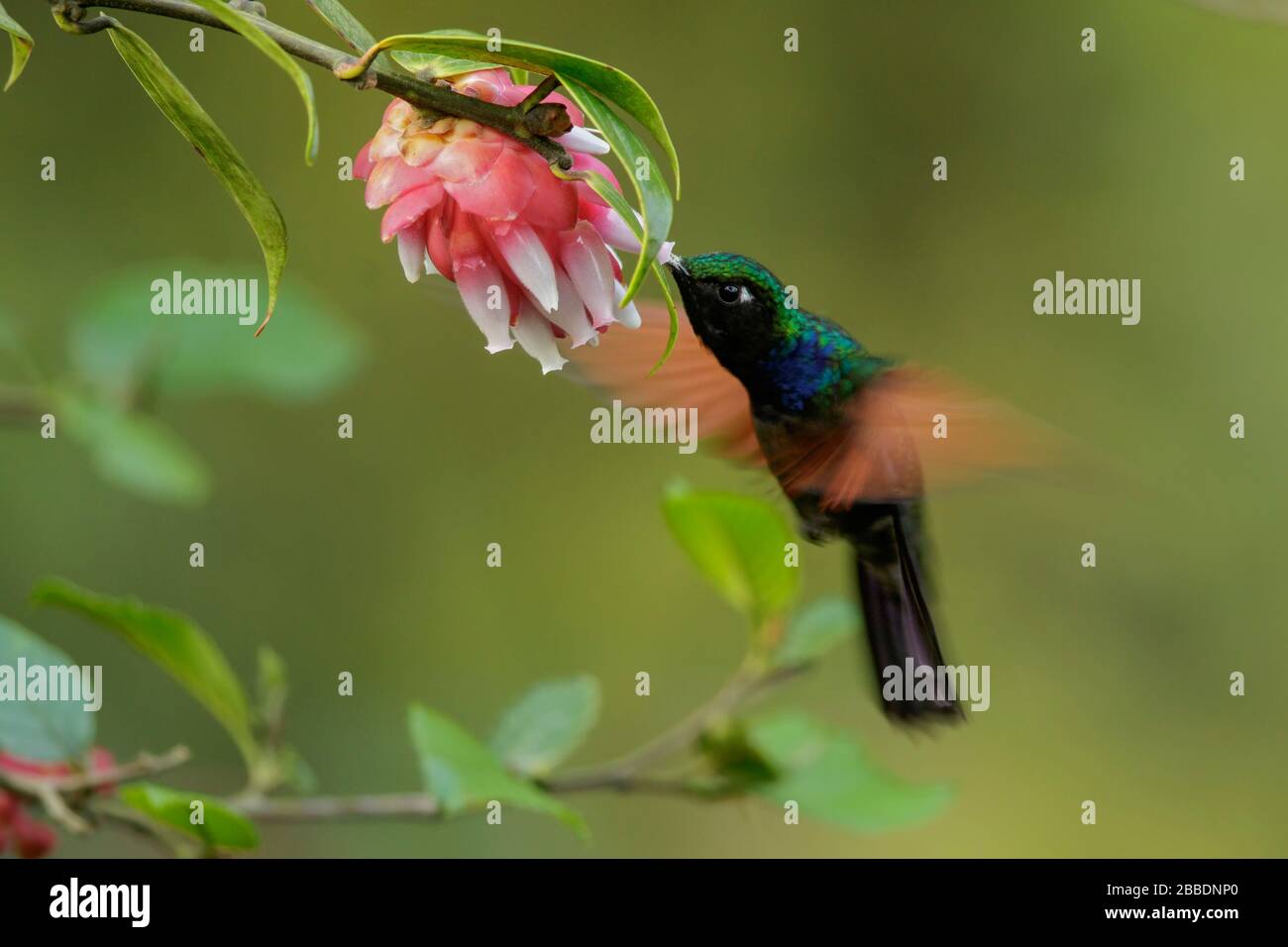 Garnet-throated Hummingbird (Lamprolaima rhami) feeding on a flower in Guatemala in Central America. Stock Photo