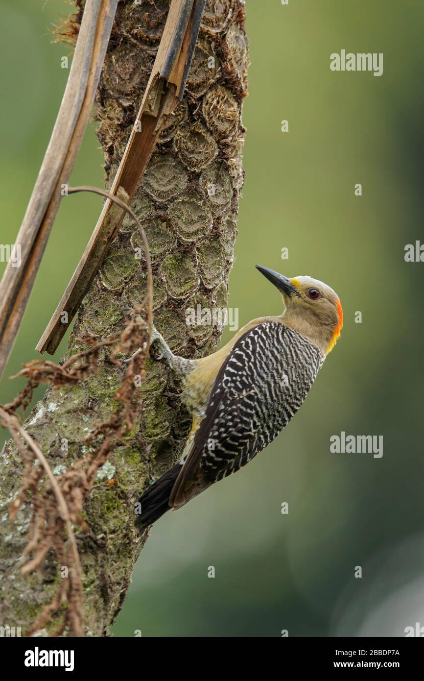 Golden-fronted Woodpecker (Melanerpes aurifrons) perched on a branch in Guatemala in Central America. Stock Photo