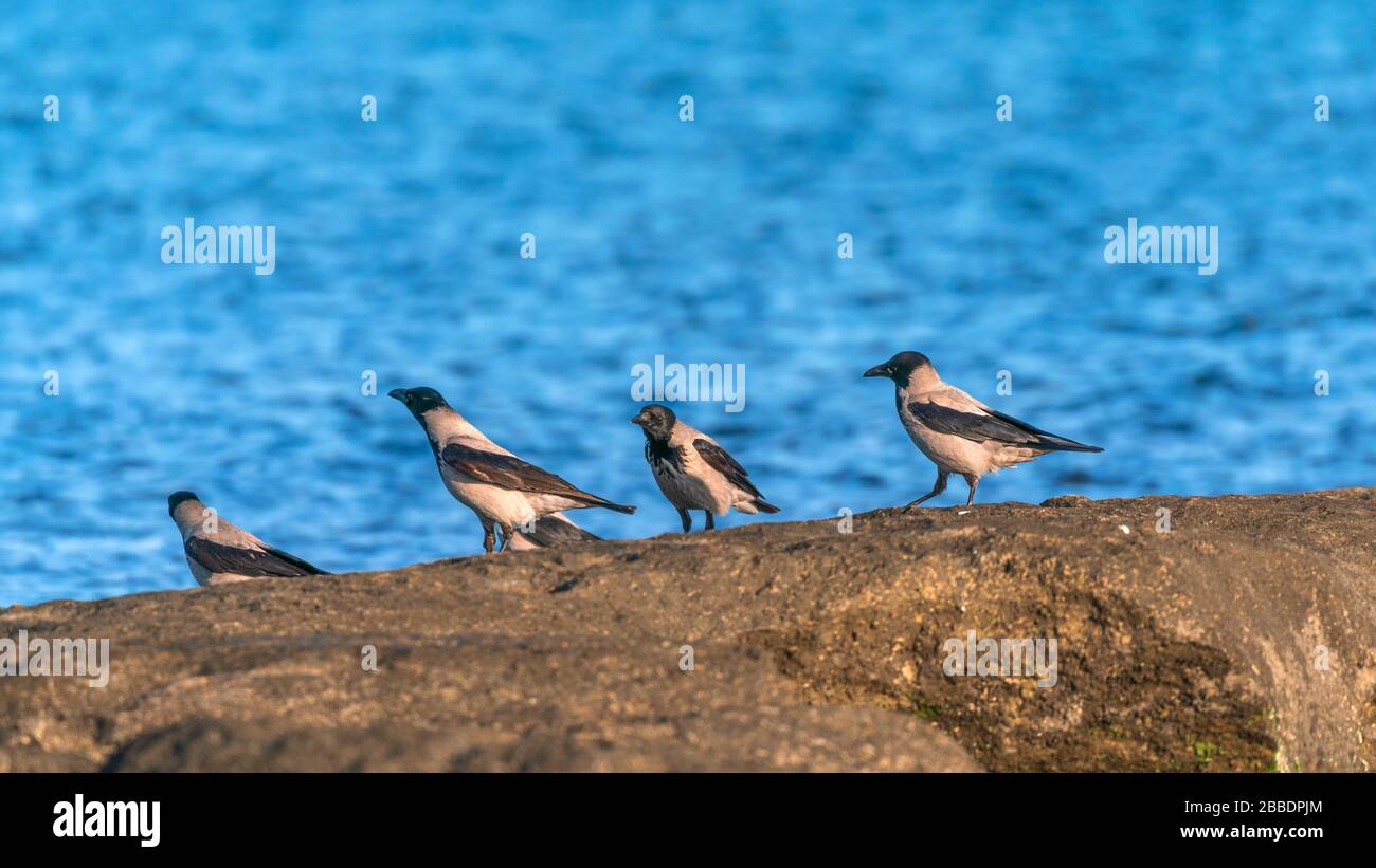 a-flock-of-crow-by-the-sea-stock-photo-alamy