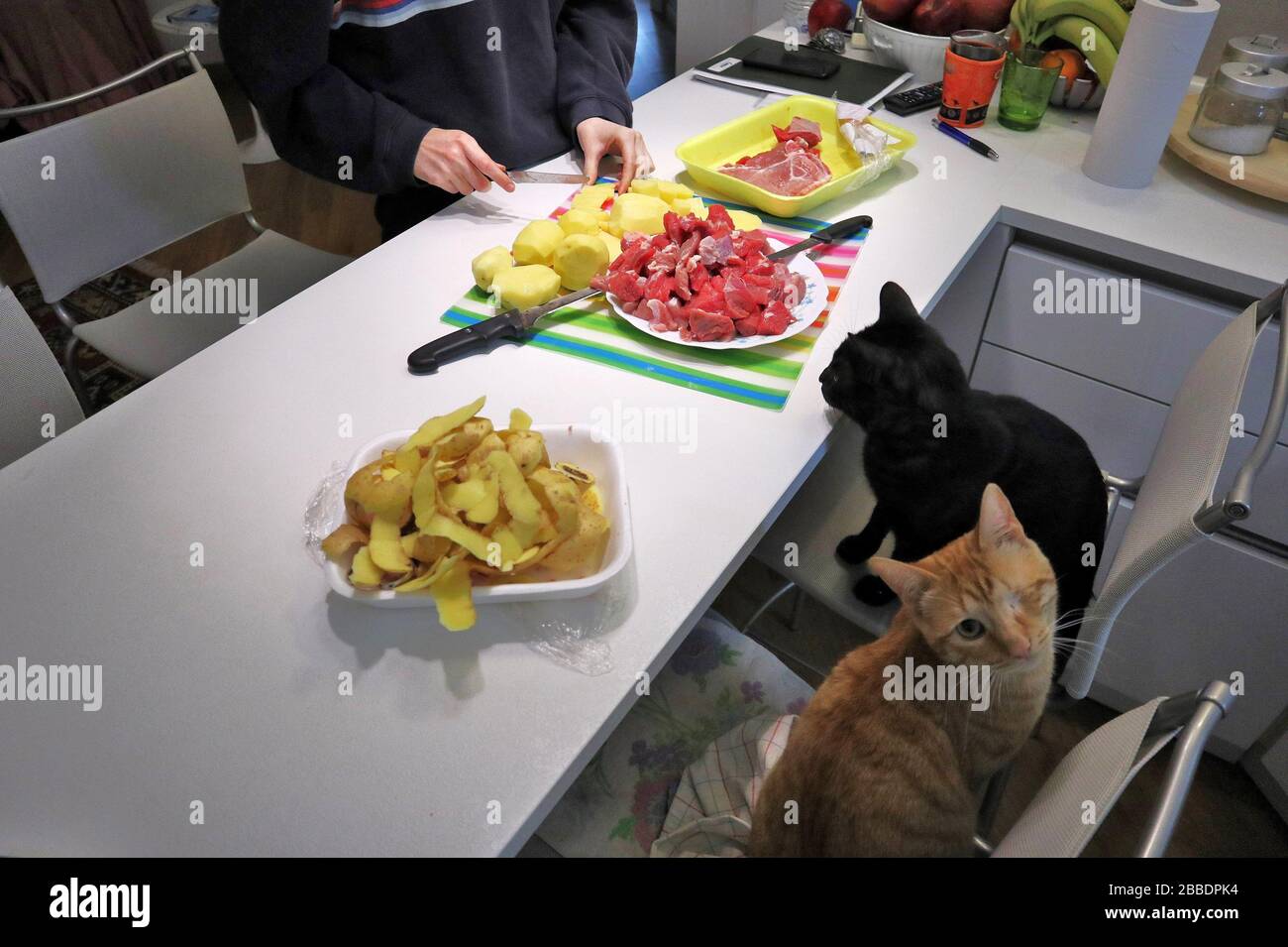 Spezzatino con gatti Stock Photo