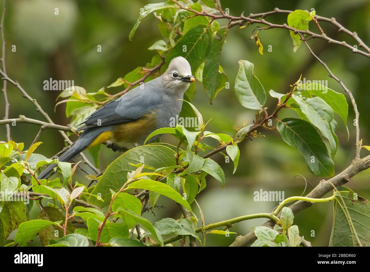 Gray Silky-flycatcher (Ptiliogonys cinereus) perched on a branch in Guatemala in Central America. Stock Photo