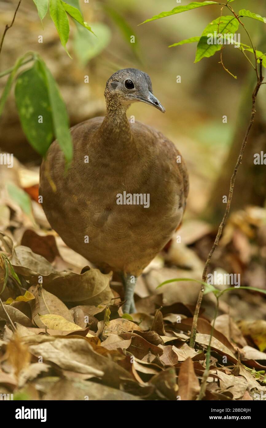 Great Tinamou (Tinamus major) perched on a branch in Guatemala in Central America. Stock Photo