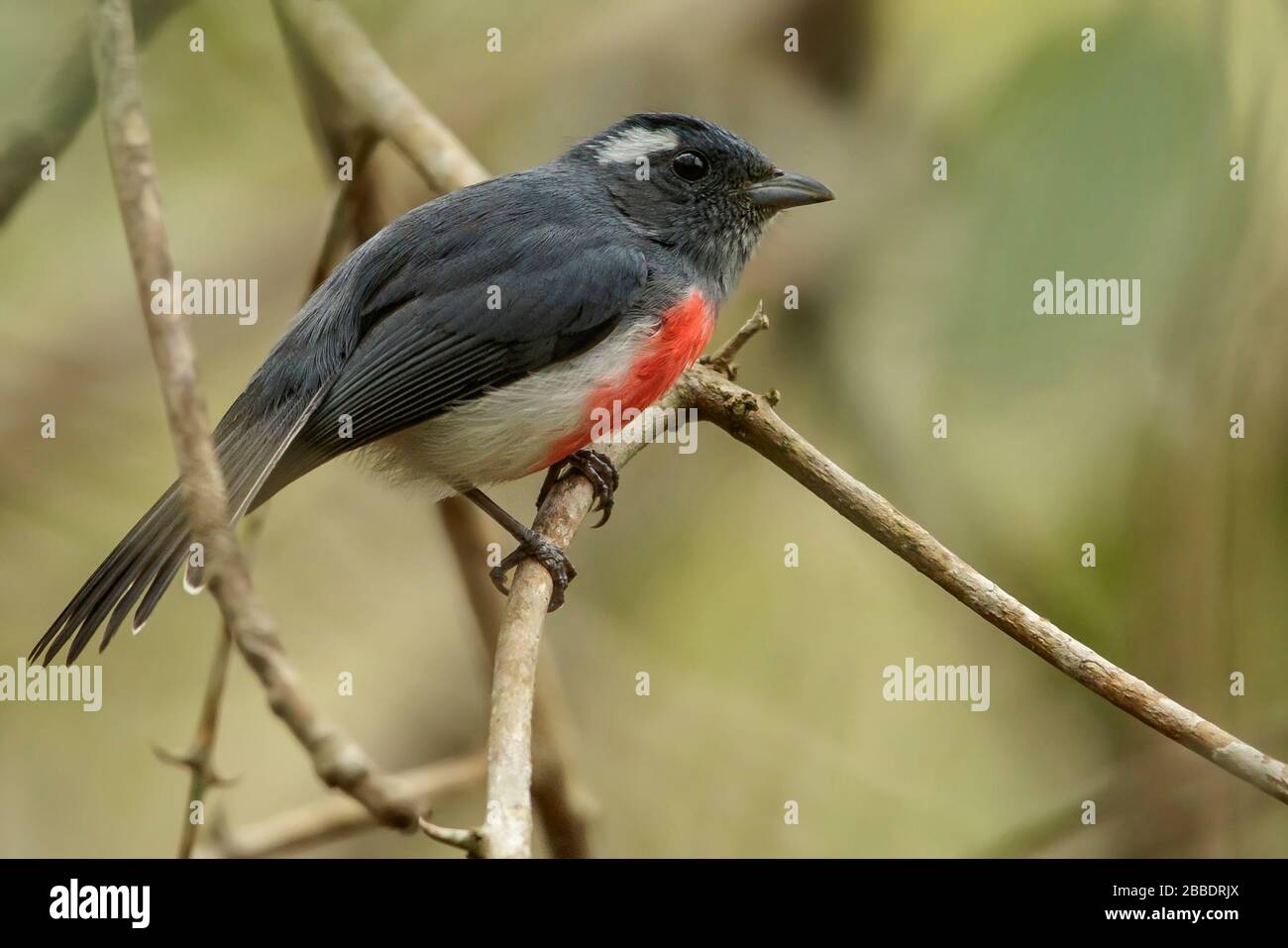 Gray-throated Chat, Granatellus sallaei, perched on a branch in Guatemala in Central America. Stock Photo