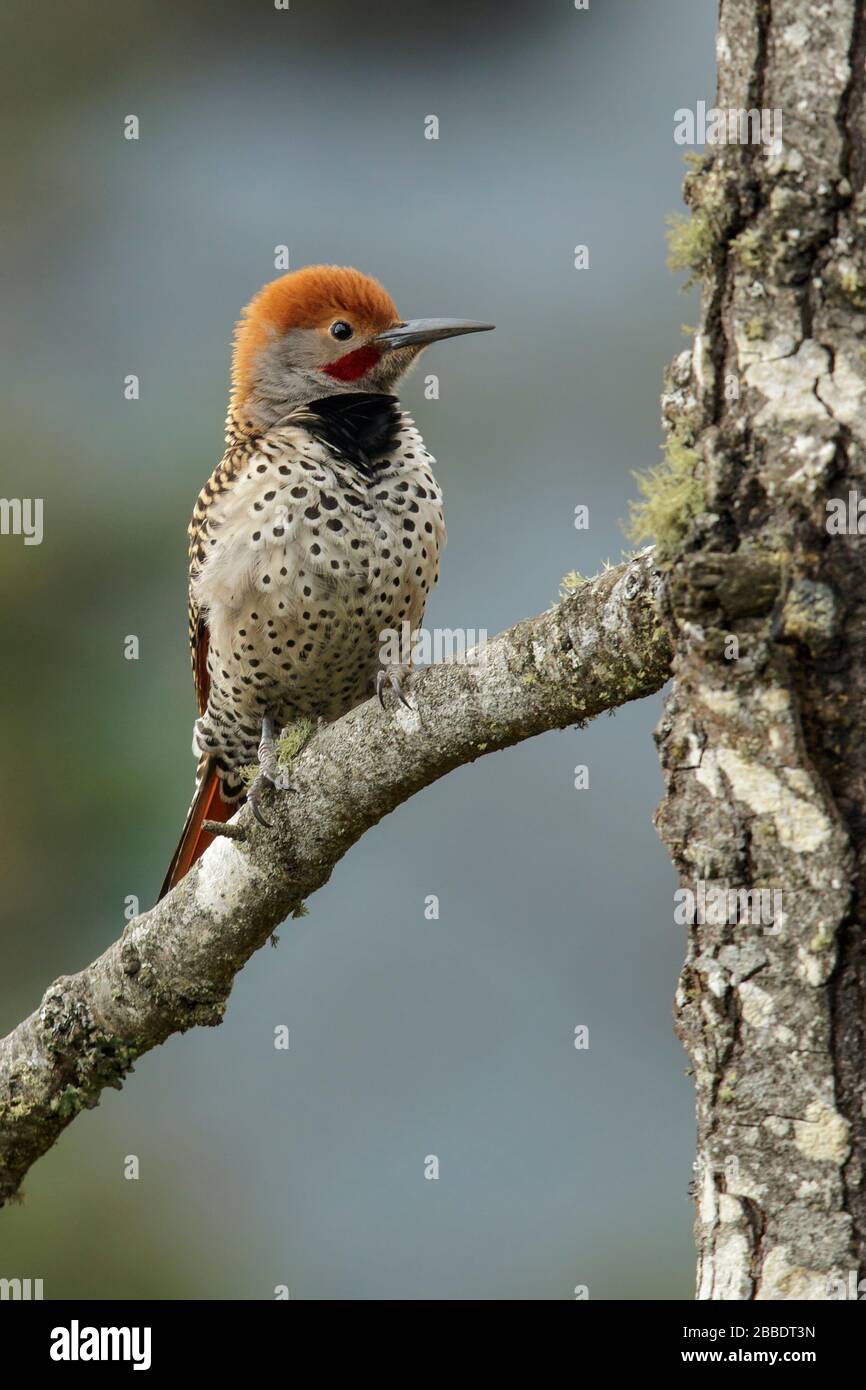 Guatemalan Flicker (Colaptes auratus mexicanoides) perched on a branch in Guatemala in Central America. Stock Photo